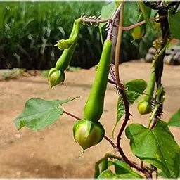 SS Naturals- Clove Beans, Ipomoea Muricata, Nithya Vazhuthana, Mookuthi avarai, Rarest vegitable Seed- 10 Seeds For Growing-picture-30