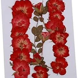 THE STYLE SUTRA® 2xMixed Natural Pressed Dried Rose Flower Leaves DIY Scrapbook Craft 2-2.5cm | Crafts | Home Arts & Crafts | Floral Crafts | Dried Botanicals & Potpourri | Dried Flowers-image-68