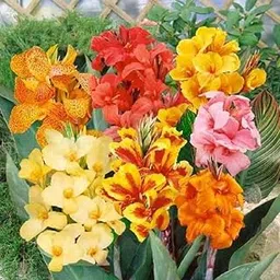 Udanta Canna Lily Multicolor Flower Bulbs 1pc Mix-image-21