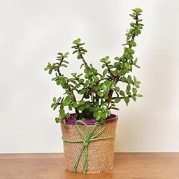 Air Purifier Indoor Growing Jade Plant Succulent Seeds- 35 Seeds - Grow Year Round-picture-13
