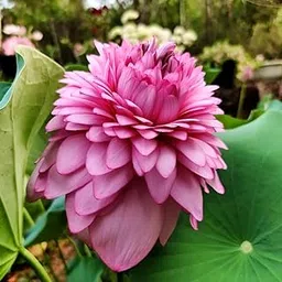 ALOCHUZ Pink Lotus Water Plant Tuber, 1000 Petal Variety, Aquatic Garden Flower pack of 1 flower//HOME GARDENING-picture-17