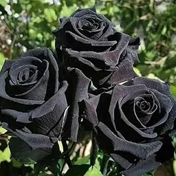Natural Black Rose Flower Plant Gardens Rare Exotic Black Climber Rose Flower Live Plant All Time Hot Chilmate (1 Healthy Plants)-picture-11