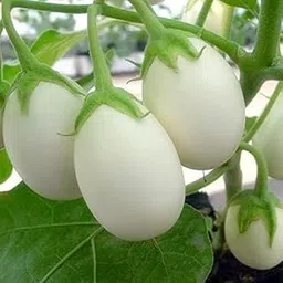Brinjal White Round Seeds (F1 Hybrid) – Pack of 50 | High Yield Vegetable Seeds for Home Garden | Suitable for All Seasons |-picture-22