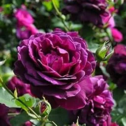 Climbing rose flower seeds for Home and Gardening pack of 70 to 100 seeds (DARK VIOLET)-picture-28
