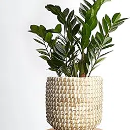 ALOCHUZ Real Live Air Purifying Live Indoor Black Zamia Zamioculcas Zamiifolia ZZ Plant For Home Room Decoration Live Plant - with Grow bag -(height 30-40 c.m.) for home gardening (Pack Of - 1)-picture-47