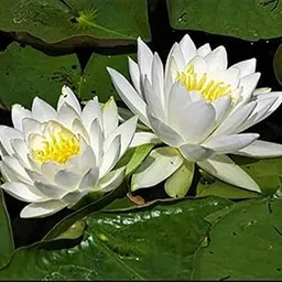 Water Lily live plant seeds (bulb) pack of 2-image-27