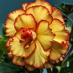 Ritz Farming Double Mix Rare Begonia, Beautiful Flowering Bulb, Tuberous flower bulbs for home gardening Pack of 2 flower Bulbs-image-31