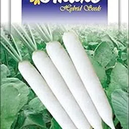 Omaxe Radish All Season F1-10 gm x 3 Packets-picture-22