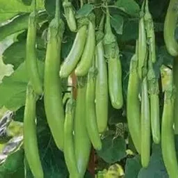 Green Long Brinjal Seeds for Home Garden, Organic Vegetable Seeds, (Pack 0f 75 seeds)-image-1