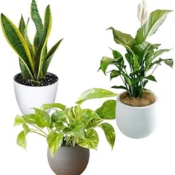 Peace lily,Money N'Joy,Sansevieria Golden Hahnii Snake Combo of 3 Indoor plants for living room bonsai | Live Plants | Plants for Home Decor |-image-72