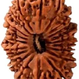 Cuonna Gems Gallery Beautiful Twenty Faced 20 Mukhi Rudraksha Original Certified Nepali Japa Seed Rudraaksh बीस मुखी रुद्राक्ष Natural & Pure Bees Mukhi Rudraksha Blessed by Lord Brahma & Lord Shiva-picture-18