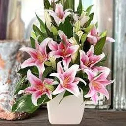 Audbhidhi Bulbs Oriental Lily Flower Bulbs Fragrant Pink Colour For Home Gardening Pack of 10 Bulbs-picture-12