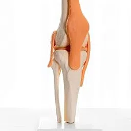 E-MEDI- Human Knee Joint with Flexible Ligaments for Anatomically Accurate (12 x 12 x 33 cm)-picture-10