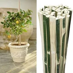 rare oceans Bamboo Sticks for Live Plant Support (PACK OF 15) Height 3 Feet (90CM) Long/Climbers Support for Live Plant 36 inches / 90 cm-picture-26