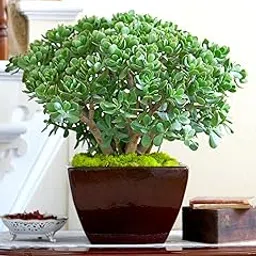 Cloud Farm Crassula Ovata, Jade Succulent Big Leaf Lucky Feng Shui Indoor House and Office Plant CF_63-picture-32