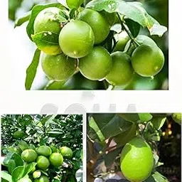 Soha Choice Live Thai All Time Lemon SeedLess Lemon .Nimbu Plant Lebu plant All time Hybrid Lemontree Plant Height (1-1.5 Ft). Pack Of 1-image-7
