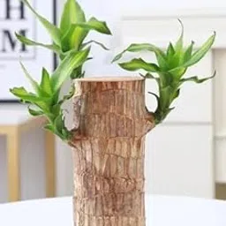 Plantopia Brazilian Lucky Bamboo Live Plant | Good Luck Plant | Lucky Brazil Wood Plant | Healthy Indoor Feng Shui Plant For Home Decor (Brazilian Lucky Bamboo) Pack of 1, PP_47-image-39