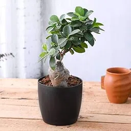 Mphmi Plants Ficus Bonsai Plant, Garden Live Plant Nursery Indoor Outdoor Living Plants-picture-22