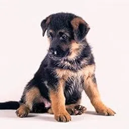 German Shepherd Dogs Cute Baby Puppy Dog 18 X 12 Inches, Multicolor-picture-10