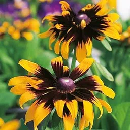 M-Tech Gardens Rare Rudbeckia " Aries " Exotic 30 Seeds for Growing-picture-52