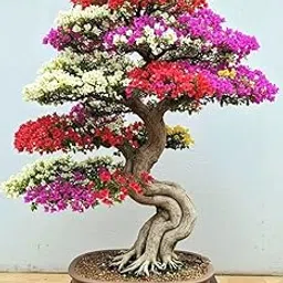 Leo Green Haven Multi-coloured Bougainvillea Bonsai Plant, 4-5 Colours, Indoor Outdoor Climbing Shrub, Live Grafted, Without Pot, pack 1-picture-12