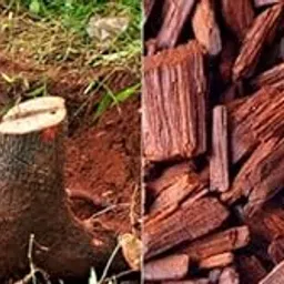 Oxygreenplant Red sandalwood, red sanders, red saunders, Chenchandanam, Rakta Chandana, and saunderswood,Healthy Live Plant Actual Plant Height .1 ft to 2(Hybrid, Pack of 1)-image-10