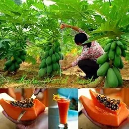 Taiwan red lady 786 f1 hybrid papaya bej seeds for papaya pepe seeds original planting pack 100+ seed image 1