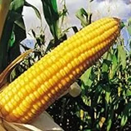 Sweet corn seeds for farming (200 seeds)-picture-22