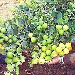 Natura GreenHouse 1 Live Thai All Time Lemon SeedLess Lemon Plant Nimbu Plant Lebu plant All time Hybrid Lemon tree Plant Height (1-1.5 Ft)-picture-19