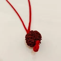 SreeGems 5 Mukhi Rudraksha Original Certified Nepali Panchmukhi Rudrakshaa Mala Original with Thread 5 Mukhi Rudraksha Pendant Five Mukhi Rudraksha 5 Mukhi Rudraksh Nepali-picture-37