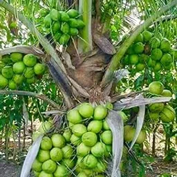 VIETNAMA COCONUT PLANT | Coconut Seedling Coconut Tree Plant Hybrid (Height 2-3 Feet) Pack Of 1 Healthy Live Fruit Plant For Home Garden-picture-14