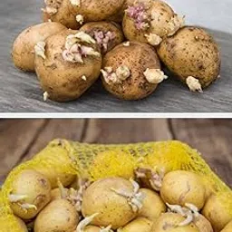 Ayodhyaretail true Potato seeds for gardening and planting 20 seeds-picture-16