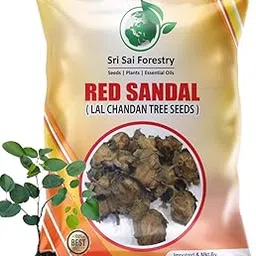 SRI SAI FORESTRY Red Sandalwood Seeds, Pterocarpus Santalinus, Lal Chandan, Raktachandan Tree Seeds for Farm, Agriculture Lands and Plantation Forming Pack-image-5