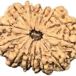 urusgemz Genuine 14 Face Rudraksha Original Certified Chaudah Mukhi Rudraksha AAA+++ 14 Mukhi Nepali Rudraksha Fourteen Mukhi Rudraksha Pure Chuda Mukhi Rudraksha For Men & Women 14 मुखी रुद्राक्ष-picture-32