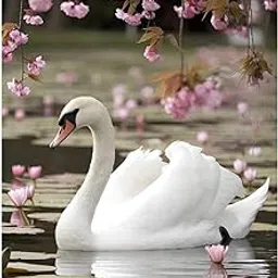 Graceful Duck Wall Sticker – Nature-Inspired Water Bird Wall Art for Living Room, Kids Room & Nursery – Removable & Waterproof Vinyl Decal-picture-30