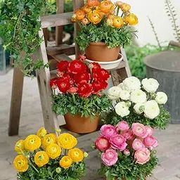 Audbhidhi Ranunculus Multicolour Flower Bulbs for All Season (Pack of 5 Bulbs)-picture-16