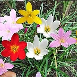Live Green Flower Bulbs |Rain Lily Mixed Color Flower Bulbs For Home Gardening (15 Bulbs Pack)-image-79