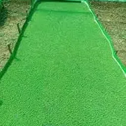 Ajola grass seeds || seeds for Azola grass (700 seeds)-picture-10