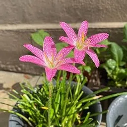 Udanta Rain Lily Flower Bulbs Pink 10pcs Pink-picture-10