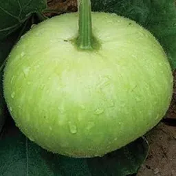 GOL GHIYA SEEDS (50 SEEDS/PACKET)-picture-28