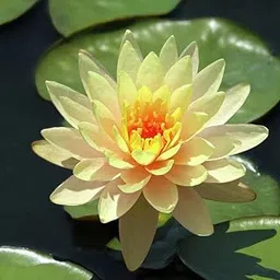 Waterlily Live Plant (Yellow) | Indoor | Outdoor | Aquatic Plant-picture-25