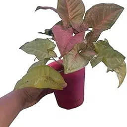 Pink Syngonium | Live Indoor Plant in Pot | Air Purifying Decorative Plant for Home & Office-picture-38
