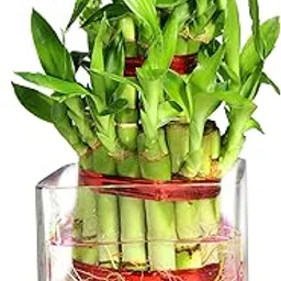 Green Fills 2 Layer Lucky Bamboo Plant in Square Glass with Pink Stones-picture-34