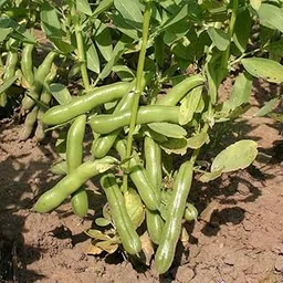 Willvine Organic Bakla/Broad Beans Vegetable-HQ-8Q image 1
