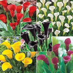 Zantedeschia/Calla Lily ‘Mixed’ Imported Flower Bulbs for Home Gardening-(Pack of 3 Bulbs)-picture-32