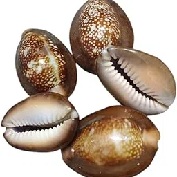 Black Cowry For Puja | Set of 7-picture-45