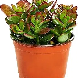 Kushplant Real Crassula ovata plant/Dhan kubber plant small leafs Succulent Plant with self watering pot-image-90
