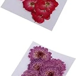 ATORSE 20 Pieces Pressed Dried Real Flower Purple Daisy & Red Rose for Card Making|Crafts|Home Arts & Crafts|Floral Crafts|Dried Botanicals & Potpourri|Dried Flowers-image-11
