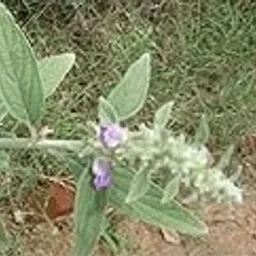 Lamp wick, Pei Viratti, kubera vilakku thiri,kubera lamp wick,kuber deepak baatee,kubera viḷakk tiri,Kubēra dīpapu vatti pack of 50 leaf-picture-59