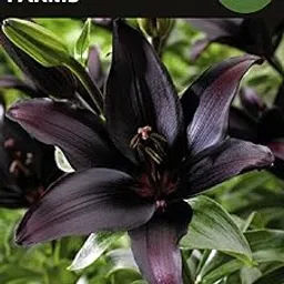 Oakwood Farms® Imported Black Color Asiatic Lily/Lilies/Lilium Flower Bulbs For Gardening (Pack Of 2 Bulbs)-picture-16